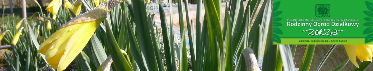Rodzinny Ogród Działkowy "ZORZA" w Ziemnicach k/Legnicy