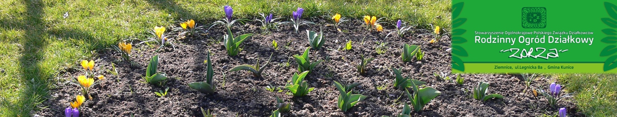 Rodzinny Ogród Działkowy "ZORZA" w Ziemnicach k/Legnicy