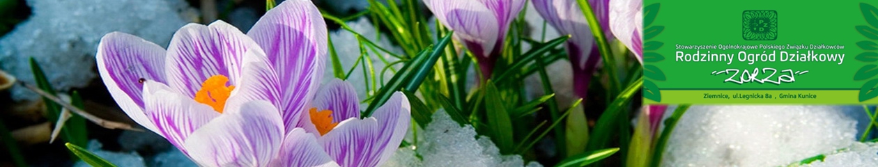 Rodzinny Ogród Działkowy "ZORZA" w Ziemnicach k/Legnicy